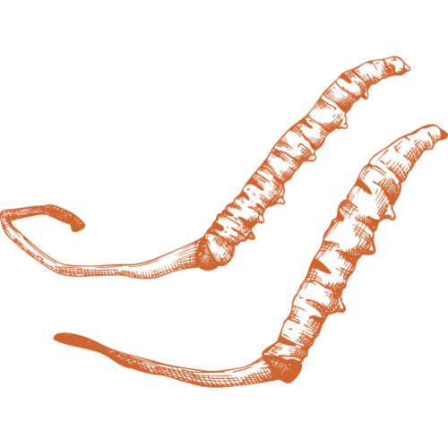 Cordyceps sinensis