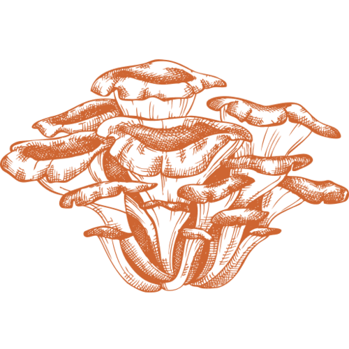 Maitake